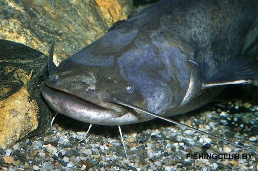 Хихх сом пороном. Сом обыкновенный Silurus GLANIS. Silurus GLANIS рыба. Рыба сомик Речной. Сомик Озерный.