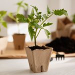 10-oshibok-kotoryie-pogubyat-vashu-rassadu-tomatov-01