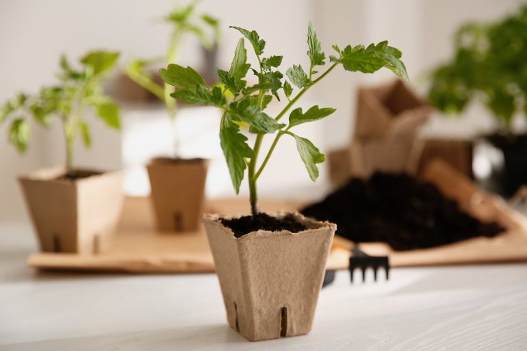 10-oshibok-kotoryie-pogubyat-vashu-rassadu-tomatov-01