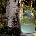 sbor-berezovogo-soka