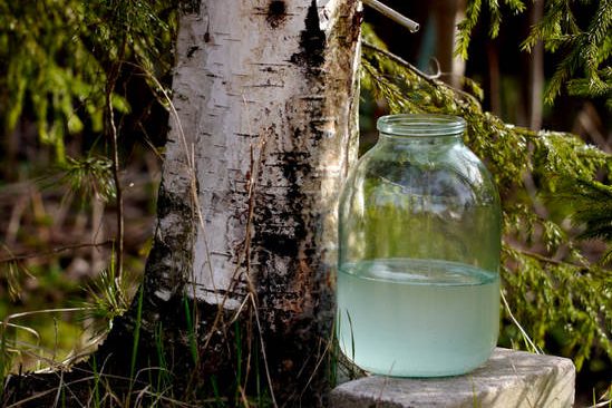 sbor-berezovogo-soka