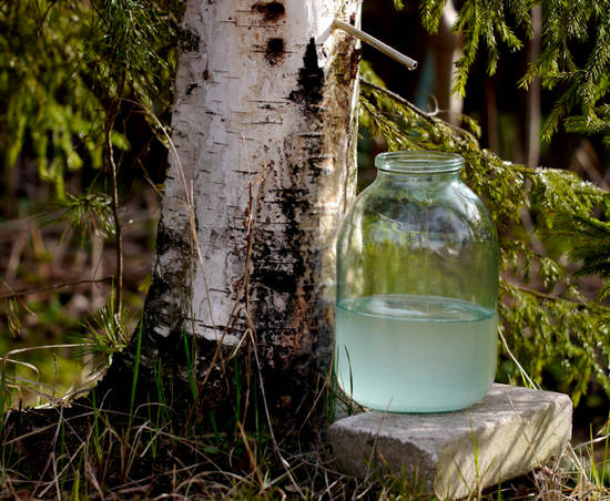 sbor-berezovogo-soka