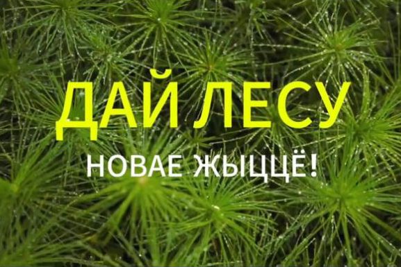 daj-lesu-novae-zhyccjo